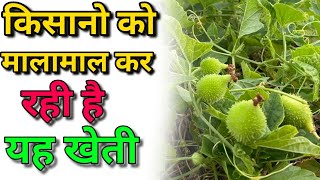 इस सब्जी की बाजार में है भारी डिमांड, इसलिए मिलते हैं इसके बंपर रेट
