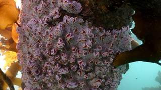 Brain ascidian colonies