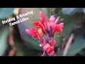 Dividing and Growing Canna Lily