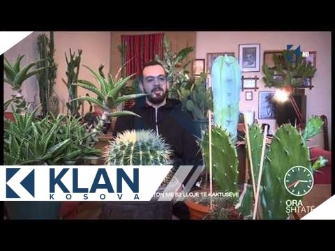 Video: Llojet E Kaktuseve