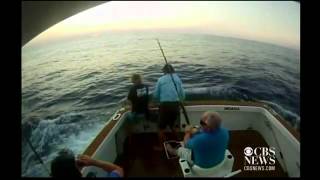 Fisherman fights to catch giant black marlin