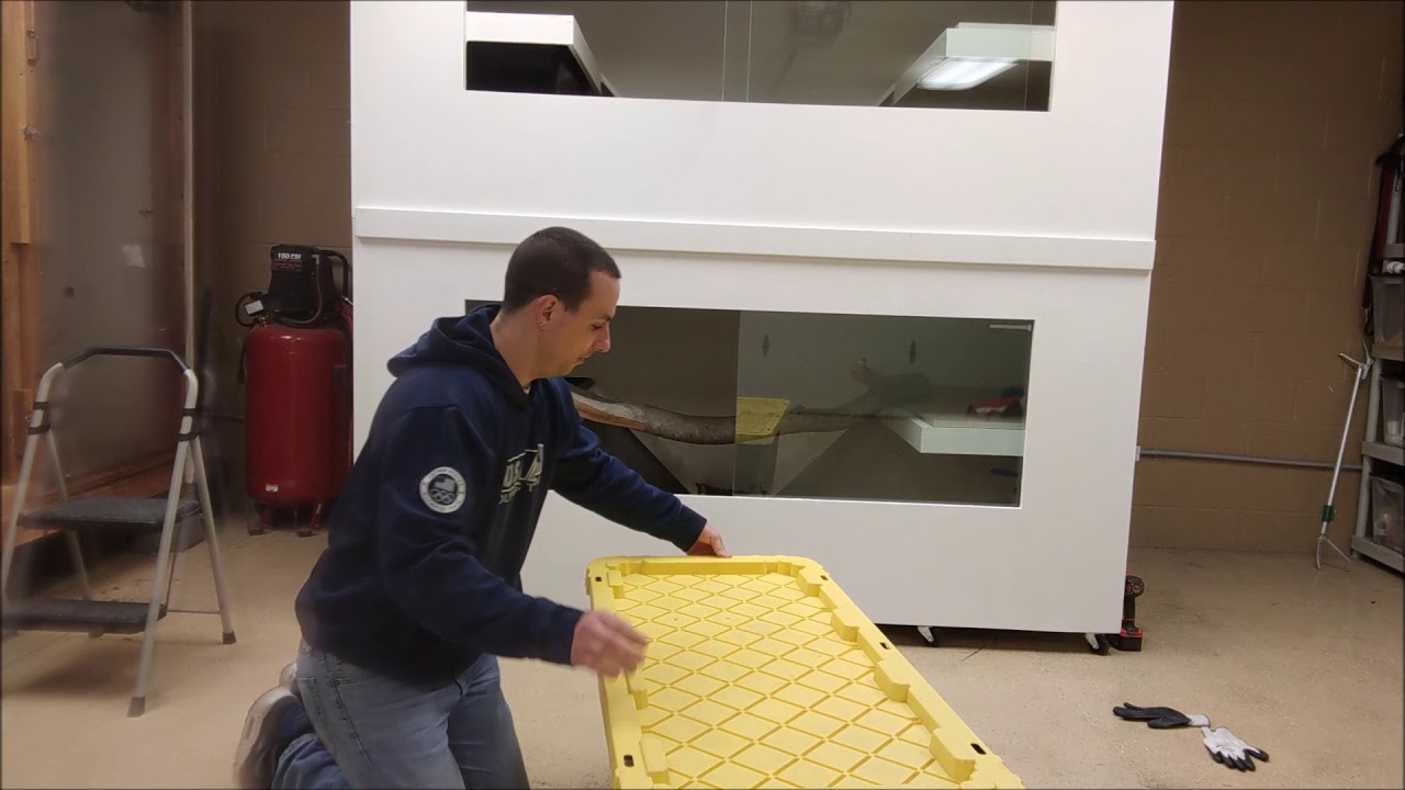 8 Foot Male Croc Monitor Varanus Salvadorii Unboxing 12 27 17