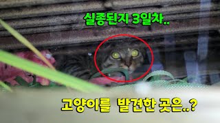 폭우는 내리는데 3일동안 실종되어버린 고양이..