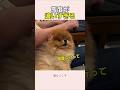 パパの言うことだけ聞く犬 #かわいい #面白い犬