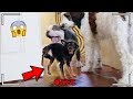 What do dogs do when they're home alone? *SHOCKING* Hidden Spy Camera!!