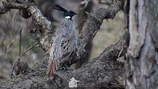 Kokl Pheasant Call At Manila, Uttarakhand