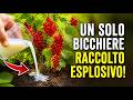 Il Segreto dei Vivaisti: Basta UN SOLO Bicchiere in Primavera e il Tuo Ribes Esploderà di Bacche!