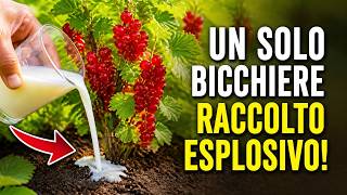 Il Segreto dei Vivaisti: Basta UN SOLO Bicchiere in Primavera e il Tuo Ribes Esploderà di Bacche!