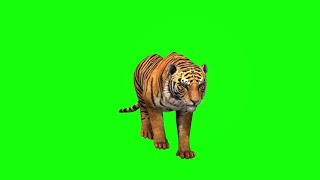 green screen harimau berjalan - layar hijau harimau berjalan - green screen walking tiger