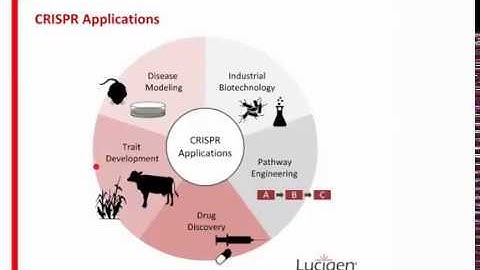 CRISPR 101: Optimizing Your Gene Editing Experiments