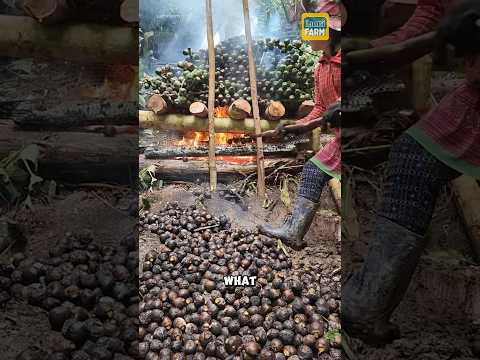 Kalori Kolang Kaling Manis