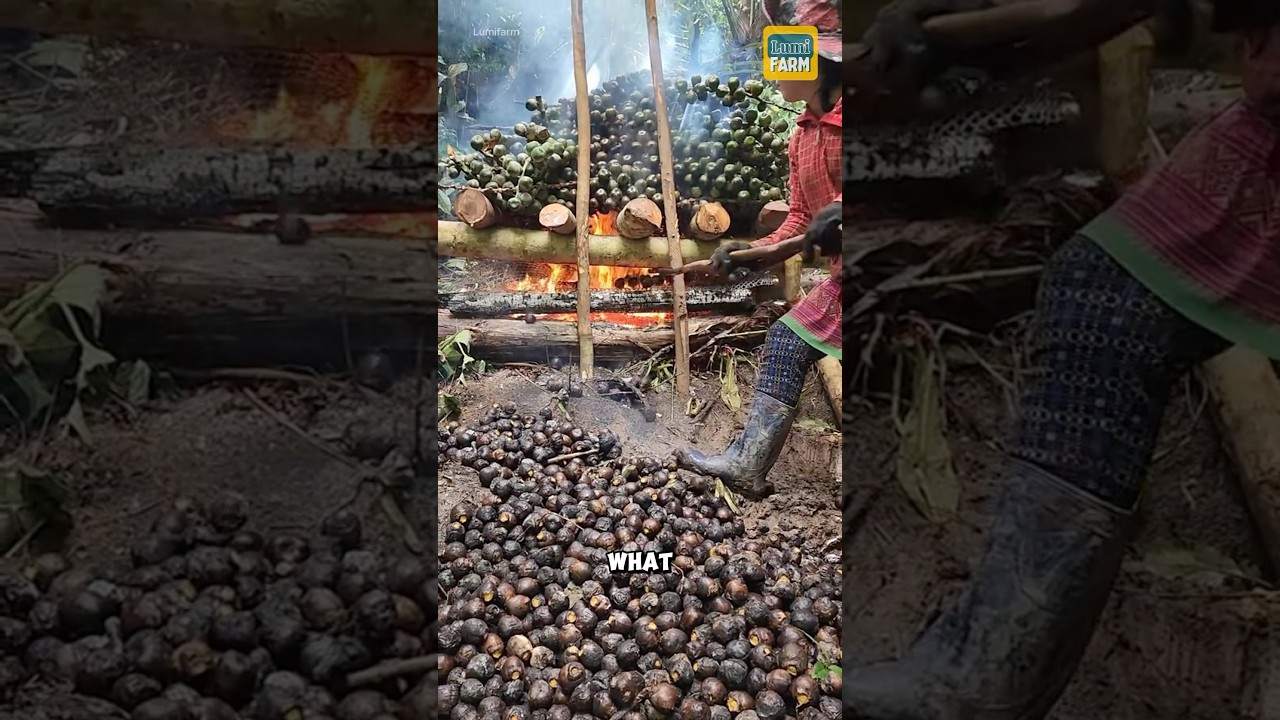 Why Should Sugar Palm Fruit Be Burned Before Eating 