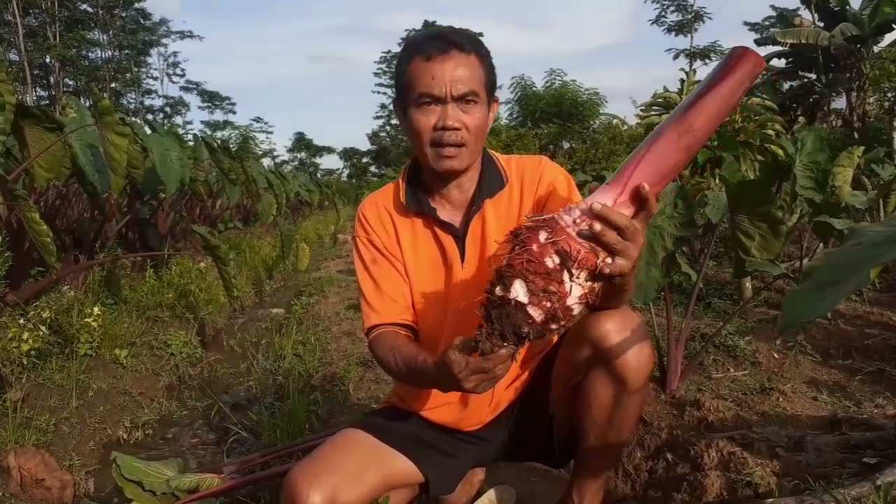 Talas ungu umur 5 bulanan berat mencapai 3 kg