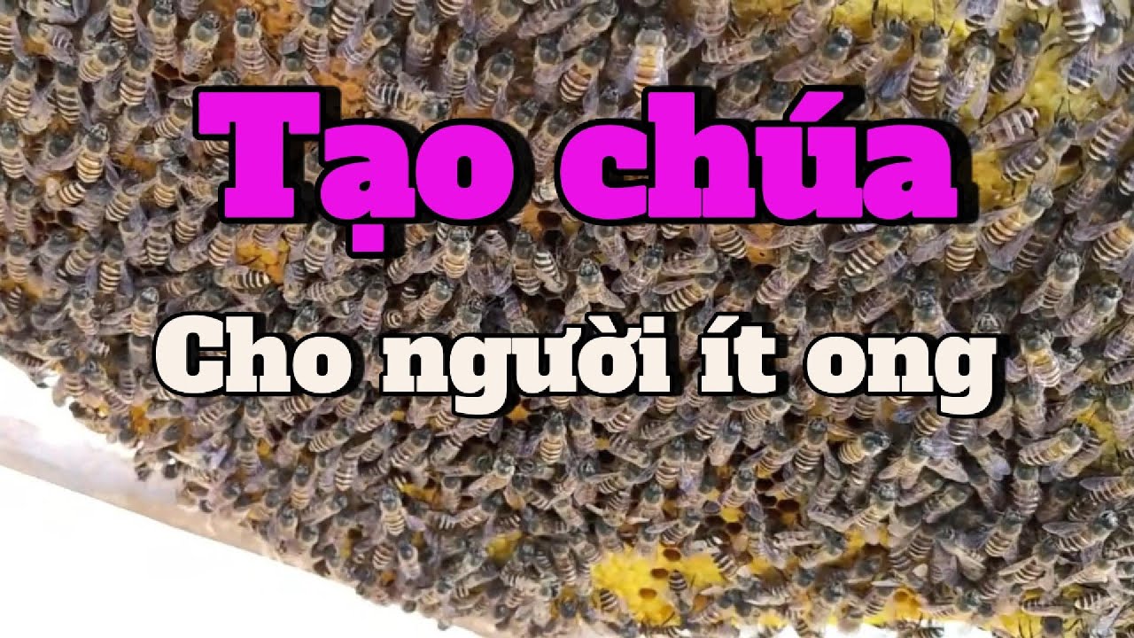 Tạo ong chúa cho người ít ong muốn nhân đàn
