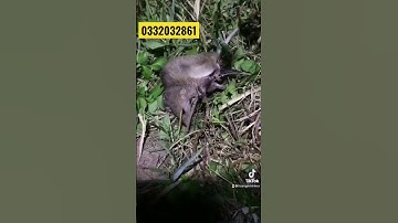 Cạm bẫy chuột thông minh 🤓🤓🤓