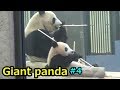 Giant panda④ シャンシャン シンシンと並ぶ姿が可愛すぎる パンダ【上野動物園】