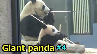 Giant panda④ シャンシャン　シンシンと並ぶ姿が可愛すぎる パンダ【上野動物園】