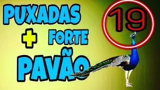 PUXADA DO PAVÃO MAIS FORTE -- DICAS  CAPITÃO GANCHO