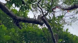Baboon Sanctuary (Howler monkeys) Belize - Have you seen him