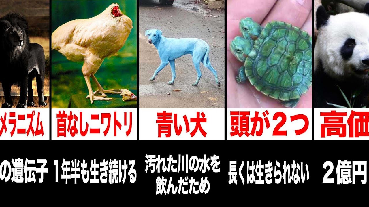 衝撃 実在する動物ランキングがツッコミどころ満載だったwwwwww 53 なろ屋 ツッコミ 都市伝説 Youtube 衝撃 実在する動物ランキングがツッコミどころ満載だったwwwwww 53 なろ屋 ツッコミ 都市伝説 Youtube