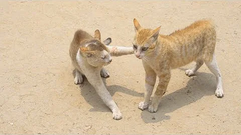 Video 11245951: cat fight funny, cat cute baby