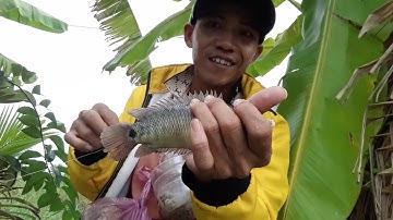 Câu cá rô đồng,chỗ câu mới dính cá lóc,thác lác ,rô mề ,giật công cần.