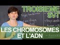 Les chromosomes et ladn  observations microscopiques  svt  3e  les bons profs