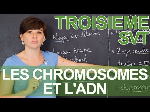 Vidéo: Quelles sont les trois caractéristiques clés utilisées pour lire les chromosomes ?