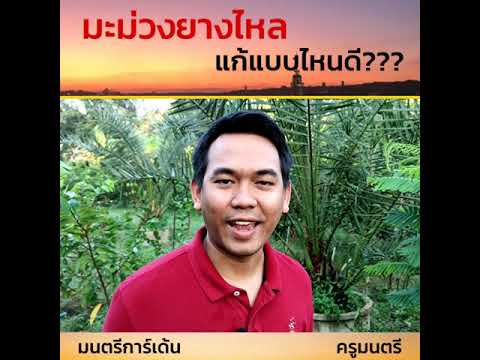 มะม่วงยางไหล
