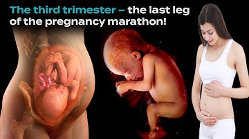 Third Trimester || 3D Animated Pregnancy Guide