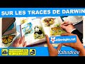 Vidorgle jeu de socit  sur les traces de darwin  par yahndrev 826