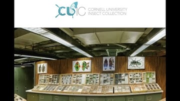 Welcome to the Cornell University Insect Collection