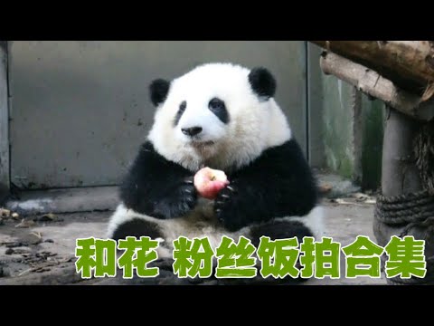 和花的故事【第二集】：和花的粉丝饭拍合集，融化所有人的心