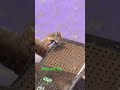House fly