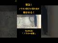 緊急!ノラネコ親子の隠れ家が壊される! #子猫保護 #野良猫保護 #ノラネコ屋敷
