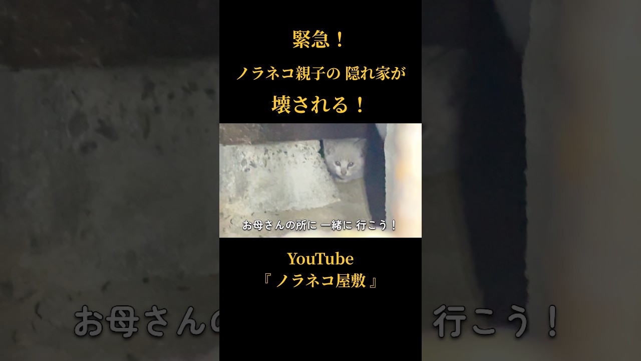 緊急!ノラネコ親子の隠れ家が壊される! #子猫保護 #野良猫保護 #ノラネコ屋敷