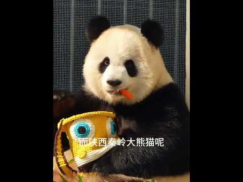 原來我國不光有大熊貓，還有倆種呢！我一直以為不都是大熊貓嗎？ 除了七仔是棕色的！ #大熊貓 #國寶大熊貓 thumbnail