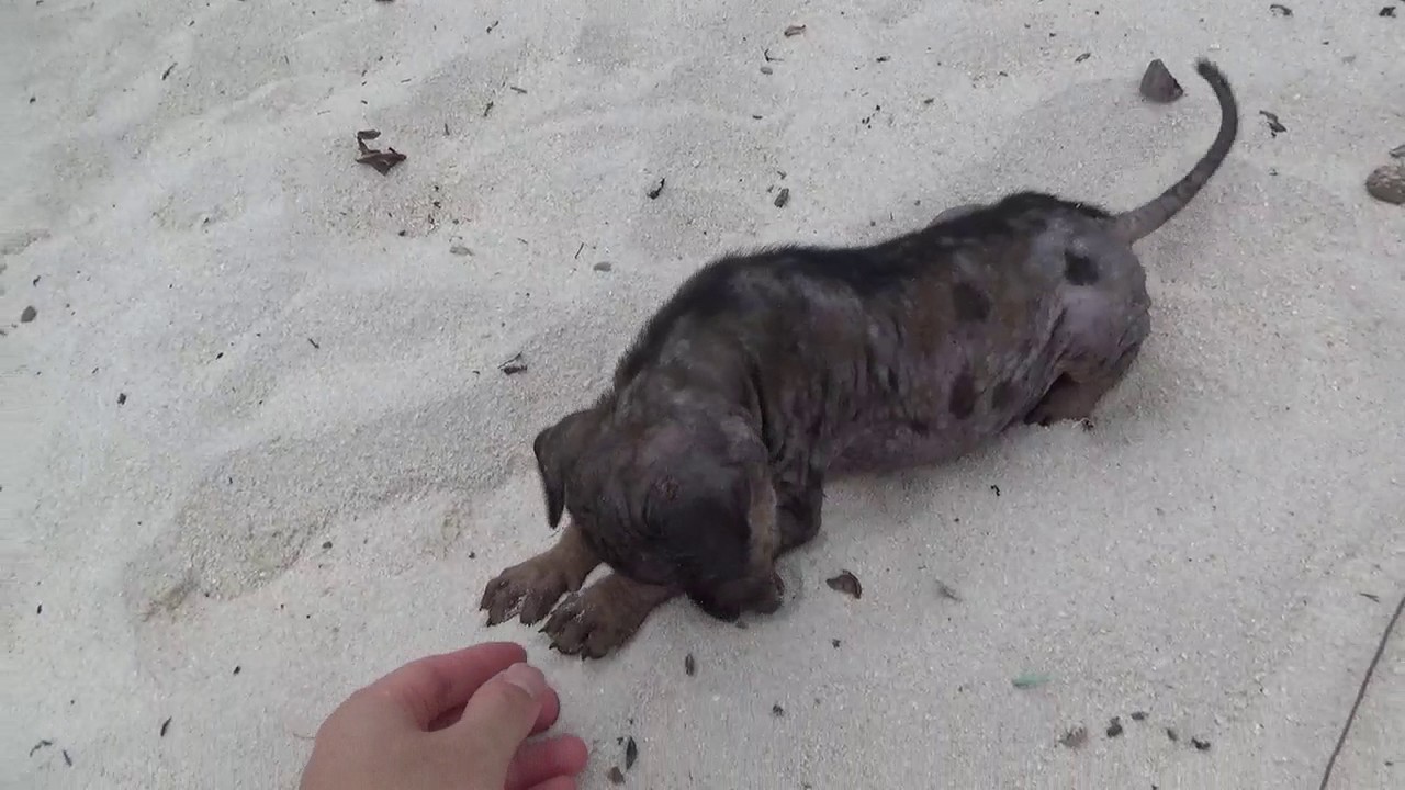 17年1月ベトナム フーコック島 サオビーチにいたフーコック犬 Youtube