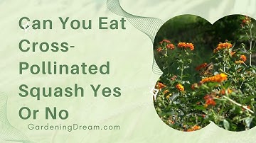 Can You Eat Cross Pollinated Squash Yes Or No