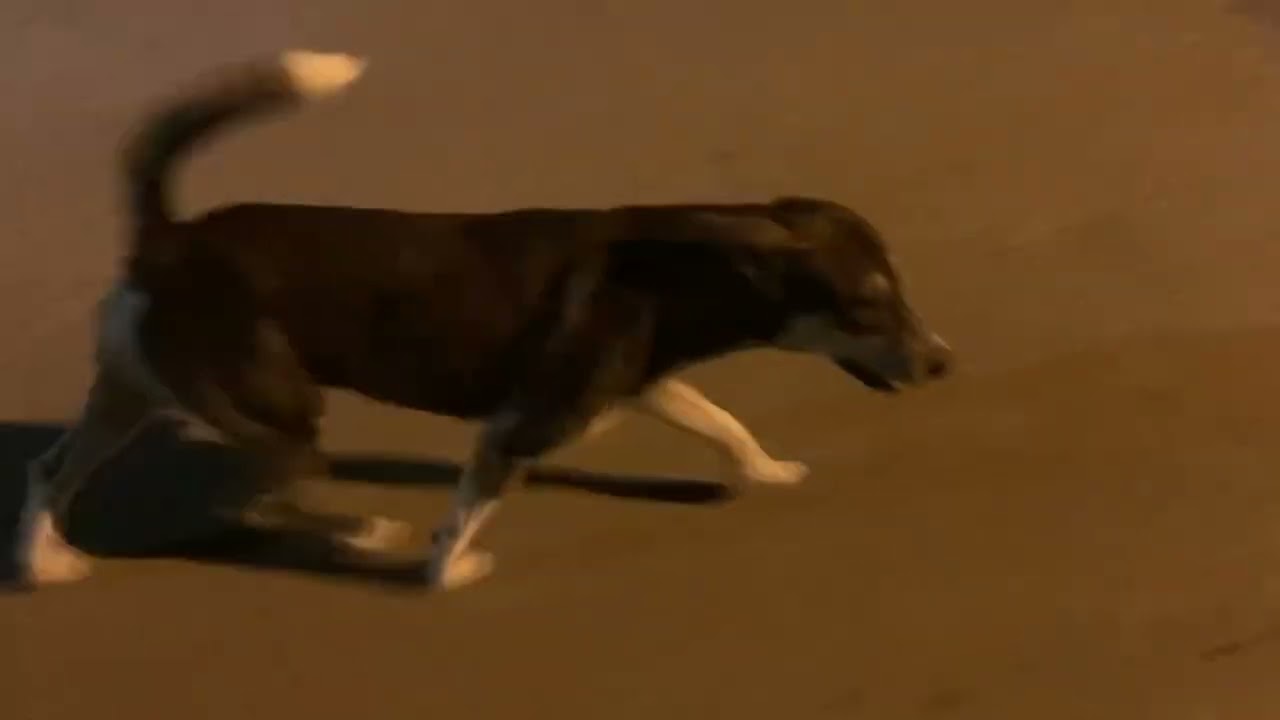 Doggy hour in Las Terrenas..