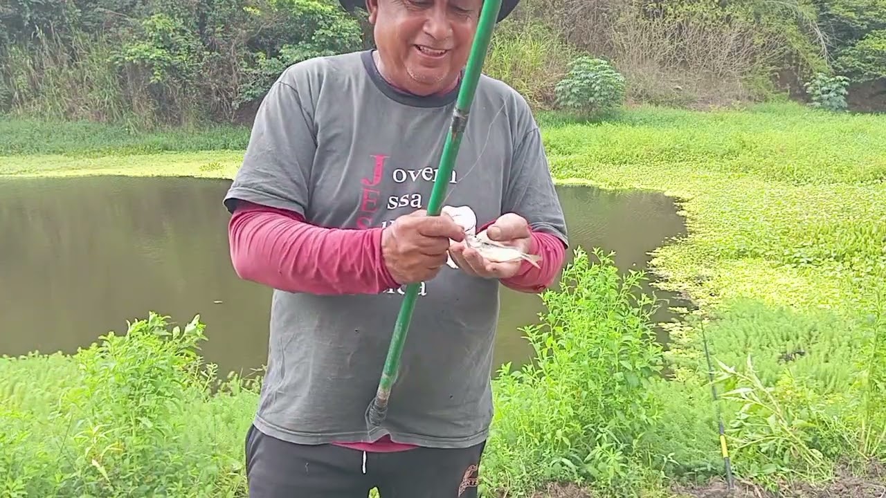 Pescaria raiz de traíra e lambari, mostrando curimatã.