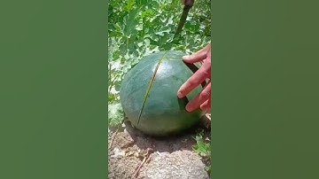 cut the watermelon with a sharp knife #shorts