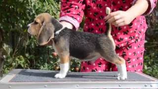 Beagle Boy - Pravilnyy Patsan Kattyval - 8,5 Weeks