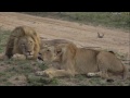 SouthAfricaDjAraCpAMSafariiLIVE 27 Nov 2016 B-male and Nkuhuma lioness roar