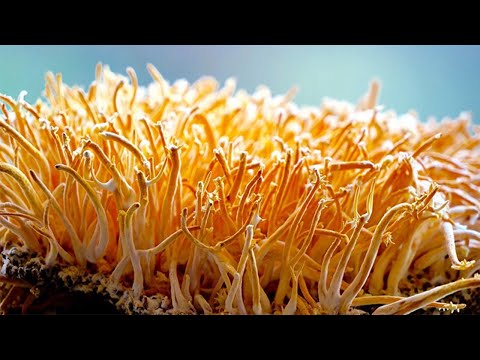 cordyceps-mushroom-benefits---the-medicinal-properties-of-cordyceps-mushrooms