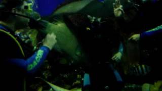 Feeding sharks and stingrays in Singapore Aquarium