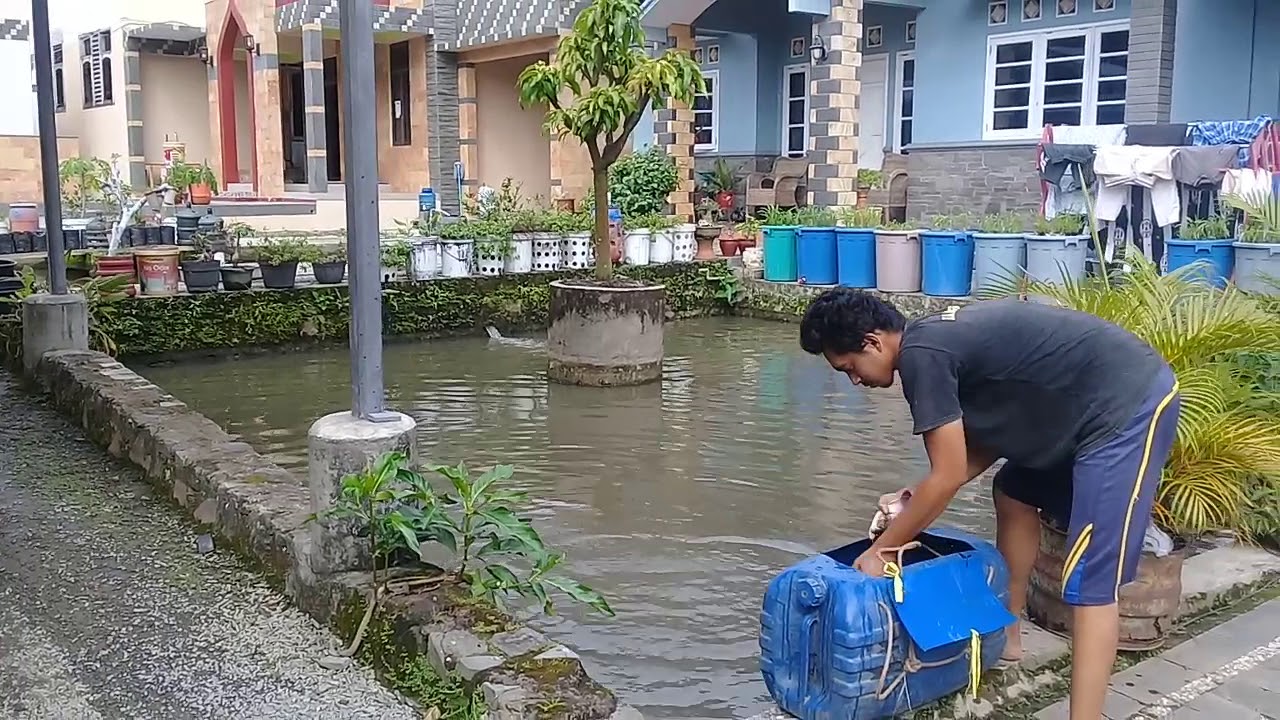 Budidaya Ikan Bawal Kolam Ikan Pekarangan Rumah 