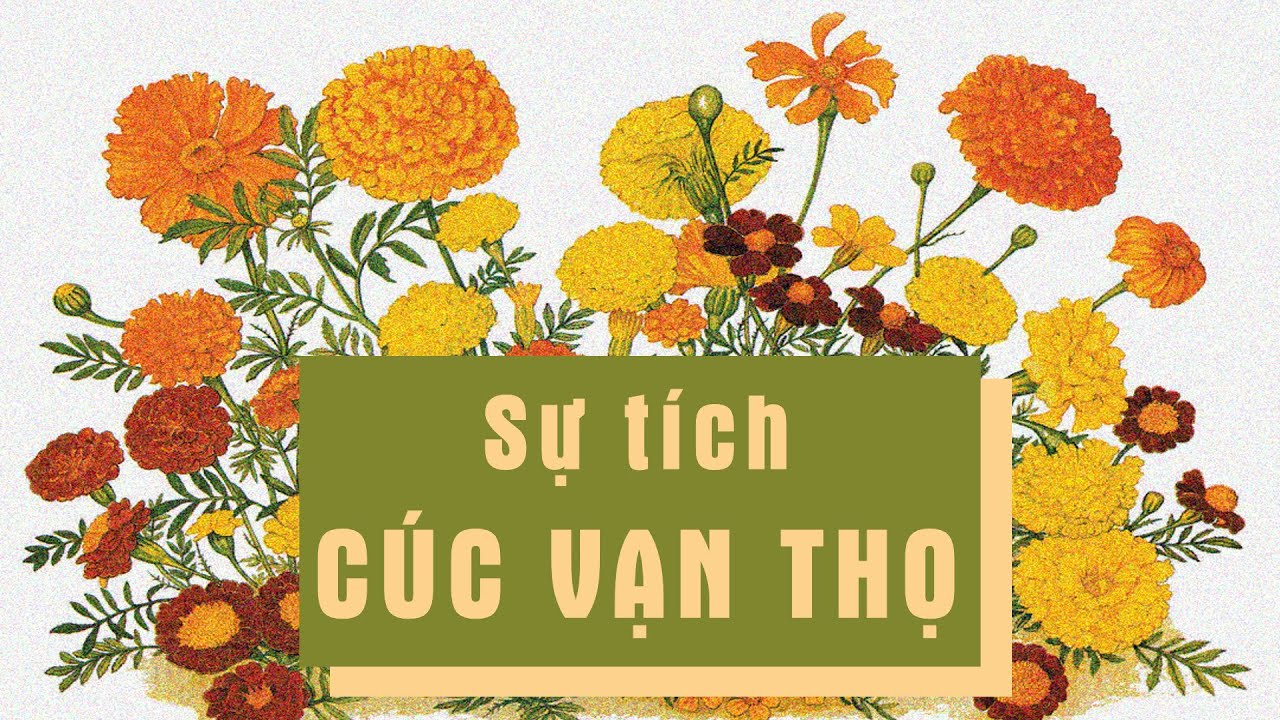 SỰ TÍCH HOA CÚC VẠN THỌ (Chuyện hoa chuyện quả - Phạm... - youtube