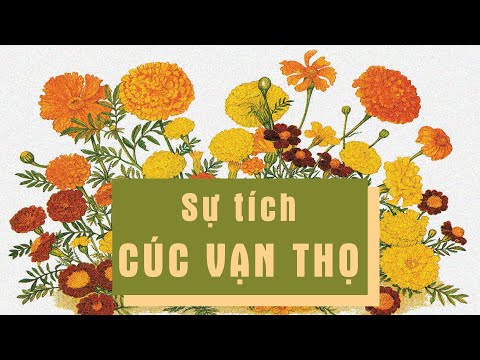 Video SỰ TÍCH HOA CÚC VẠN THỌ (Chuyện hoa chuyện quả - Phạm... - youtube