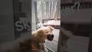These Dog door 'entries' are crazy😂😍.Dogs try to enter house in different ways♥️